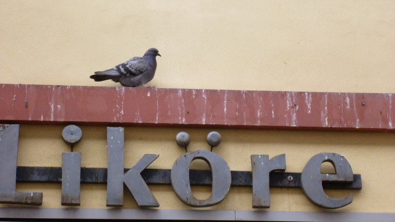 Lik&ouml;re mit Taube